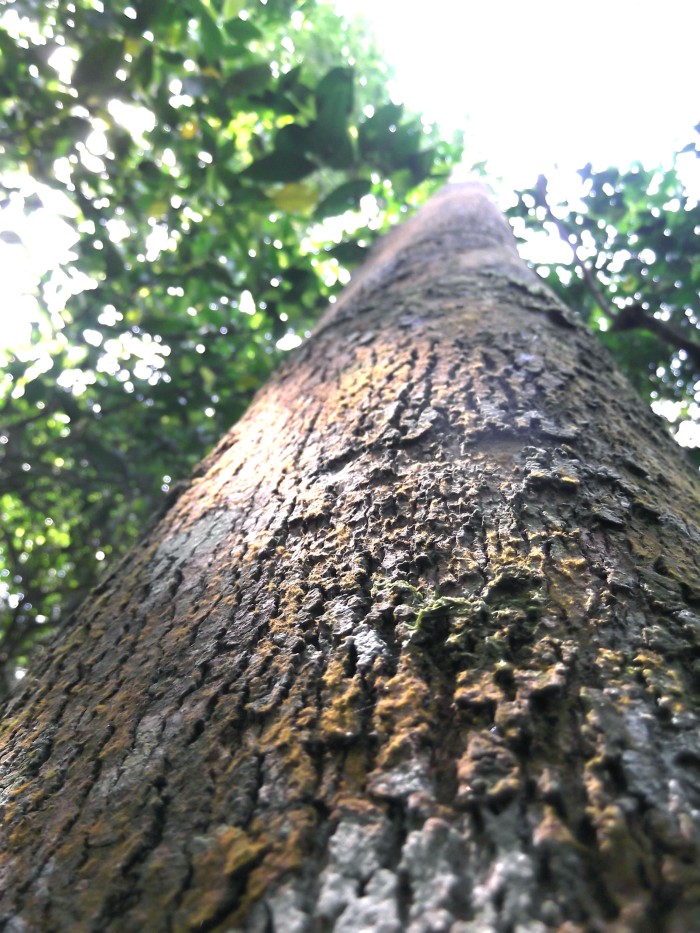 La corteza de los árboles son el fiel reflejo de que su crecimiento es de adentro hacia fuera. Dependiendo de la familia a la que pertenezca tendrá su proceso de crecimiento y duración.